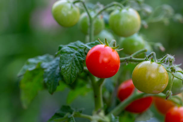 istock Small tomatoes hanging on a branch on a summer day macro photography 1408281739