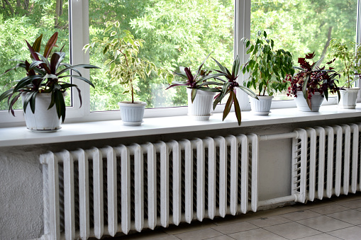 Various ornamental plants and flowers in white pots indoors. Green tropical leaves.