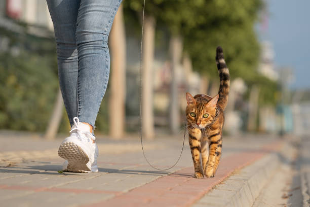 un gato de bengala con correa camina junto a una mujer en la acera. - domestic cat city life animal pets fotografías e imágenes de stock