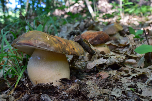 istock Three Bronze Cep mushrooms in a row 1408283969