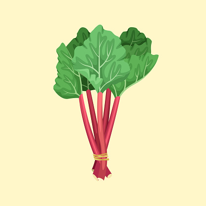 Vector illustration of a bunch of rhubarb. Summer fruits and vegetables.
