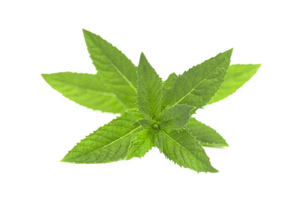 istock Sprig of mint isolated on white. 1408284869