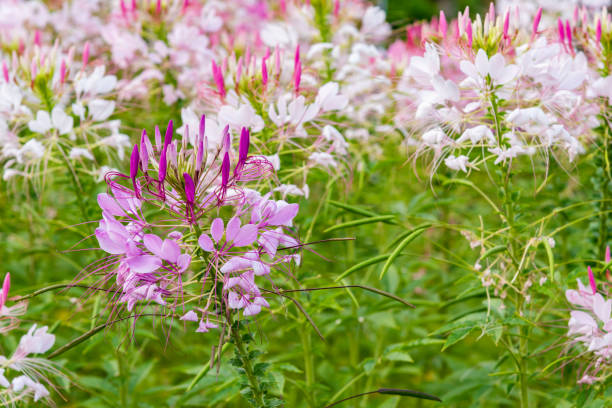 istock Residential flower garden 1408285865