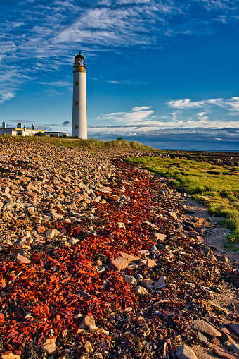 Red seaweed lit by early morning sun in foreground with old lighthouse