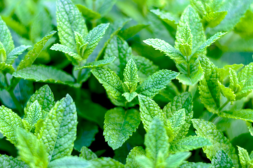 Green mint leaves grows in the garden. Mint leaf texture. Selective focus
