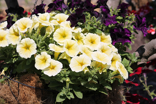 Yellow flowers of Petunia Grandiflora plant in garden