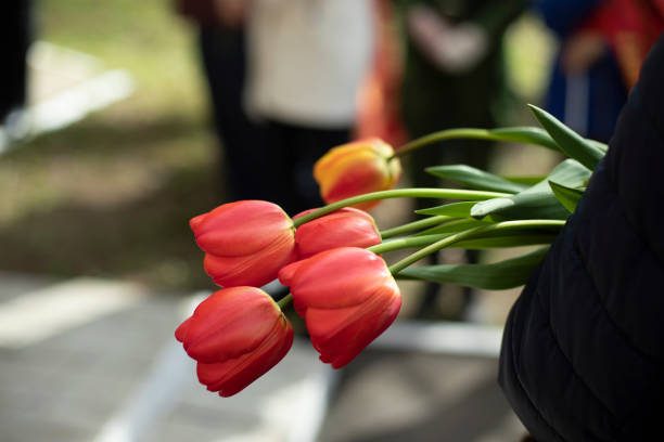 Flowers in hand. Red tulips at mourning event. stock photo