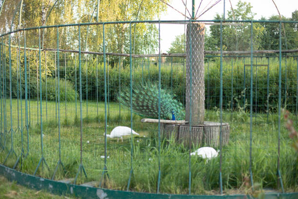 paon en cage. oiseau sauvage au zoo. - bird netting cage birdcage photos et images de collection