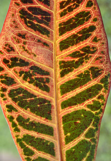 Colorful wood leaf stock photo