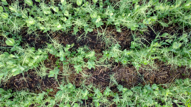 Aerial view of canola in green agricultural field New crop, Alberta foothills canola growth stock pictures, royalty-free photos & images