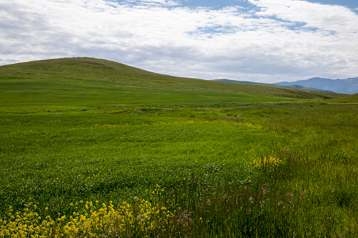 New crop, Alberta foothills