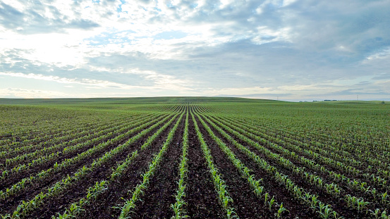 Iowa soybean field next to a field of corn