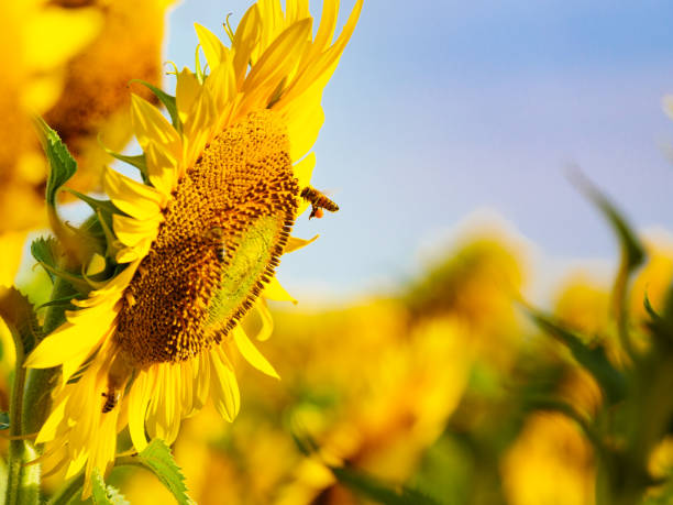istock Honey bee collecting pollen at yellow flower. 1408290680