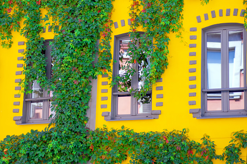 The facade of the yellow house with many green climbing plants