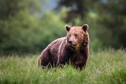 Large Carpathian brown bear portrait.  Animal wildlife.