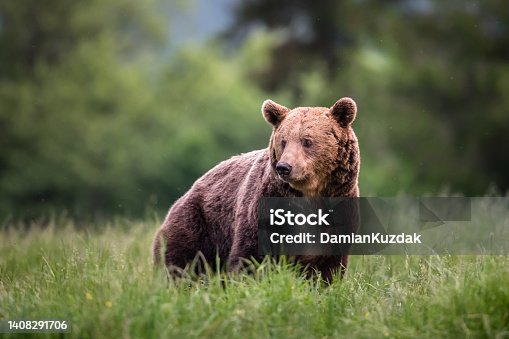 istock European brown bear (Ursus arctos) 1408291706