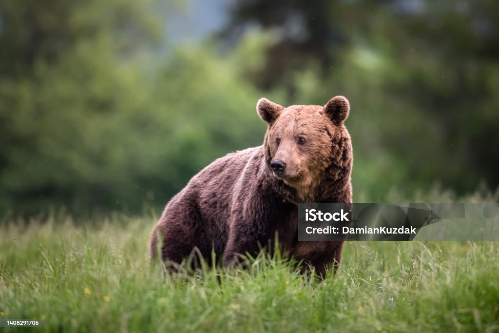 European brown bear (Ursus arctos) Large Carpathian brown bear portrait.  Animal wildlife. Bear Stock Photo