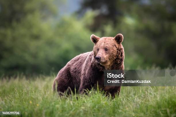 European Brown Bear Stock Photo - Download Image Now - Bear, Europe, Brown Bear