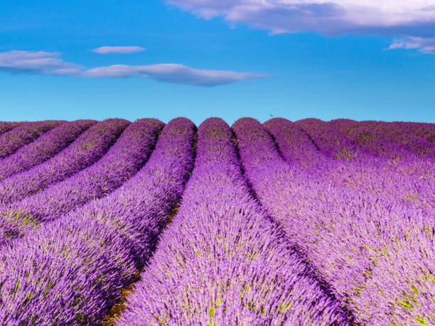 istock Lavender fields in Provence France 1408291762