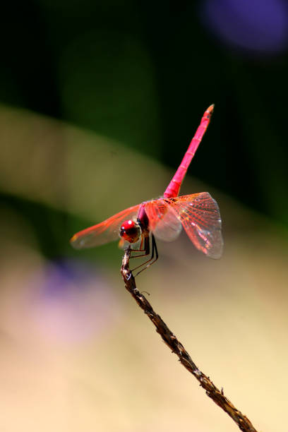 Male Trithemis Kirbyi dragonfly with copyspace.