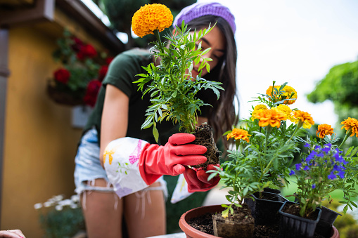 A young woman is re-potting colorful flowers in her garden