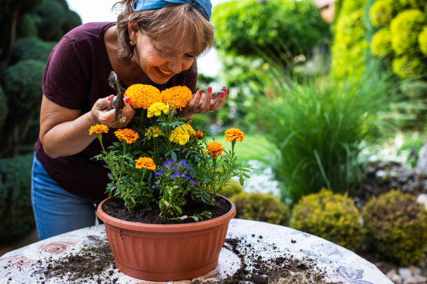 A mature woman enjoying gardening stock photo