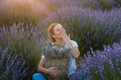 Beautiful woman harvesting lavender, basket on her hand.