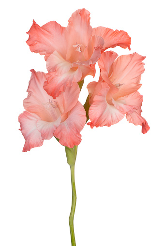Studio Shot of Red Colored Gladiolus Flower Isolated on White Background. Large Depth of Field (DOF). Macro. Close-up.