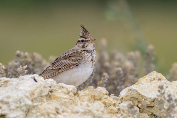 Common crested lark. Galerida cristata Common crested lark. Galerida cristata. A songbird with a crest on its head. galerida cristata stock pictures, royalty-free photos & images