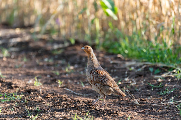 istock Partridge. Warm colors nature background. Grey Partridge. Perdix perdix 1408293801