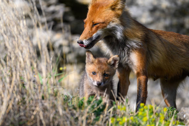 istock Red fox Vulpes vulpes in the wild. Fox with cub. Close up 1408293853