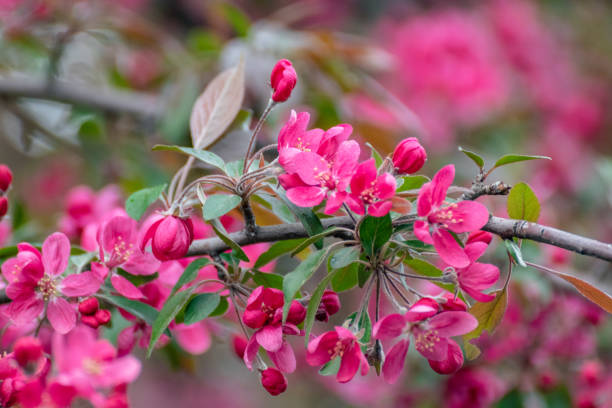 istock Apple tree pink flowers bloom in spring garden 1408294321