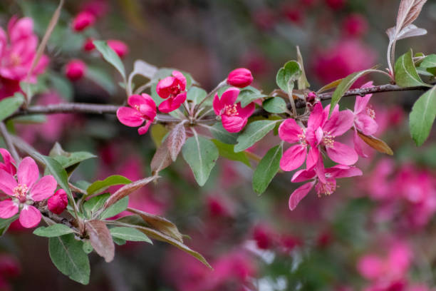 istock Apple tree pink flowers bloom in spring garden 1408294883