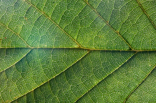 Green hazel leaf isolated on white background close-up.