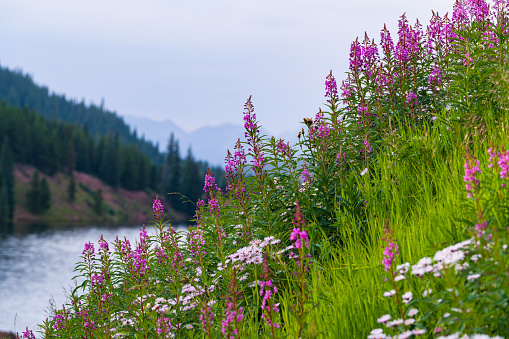 Scenic Meadow of Fireweed with Views of Gore Range Mountains Vail - Scenic summer landscape with lush meadows of wildflowers and fields of pink fireweed. Epilobium angustifolium