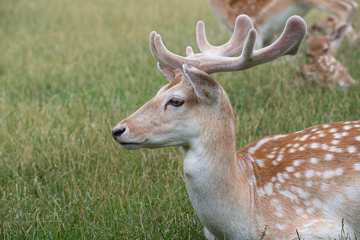 Female roe deer (Capreolus capreolus) hiding in a cereal field.