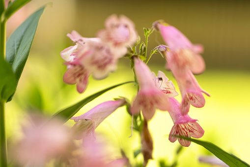Abstract photo of Pink Penstemon in full flower in Summer.