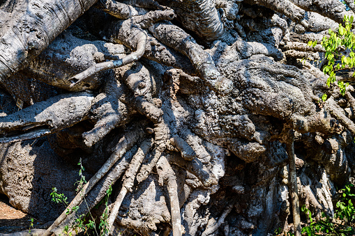 Root of african baobab tree (adansonia digitata)