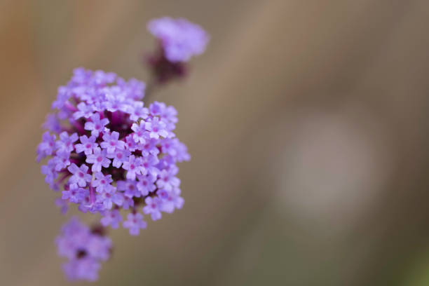 Argentinian vervain in full flower in Summer in Pembrokeshire, Wales.
