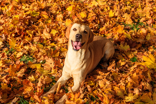Dog lying down in the wood with autumn foliage