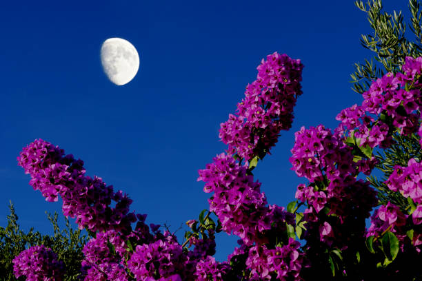 istock Moonlight shining over a blooming bougainvillea bush on a warm summer night 1408296550