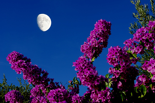 Bright moonlight shining over a blooming pinkish bougainvillea bush on a warm summer night