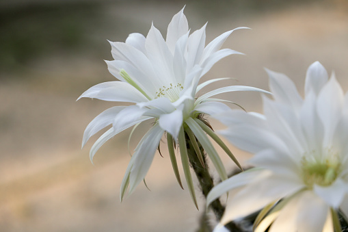 Beautiful Echinopsis Subdenudata Cardenas in bloom in the garden