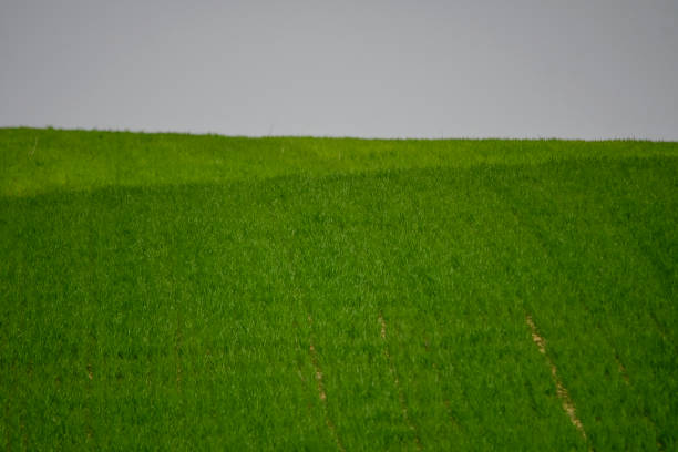 istock Cereal landscapes of the eastern mountains - Granada 1408297787