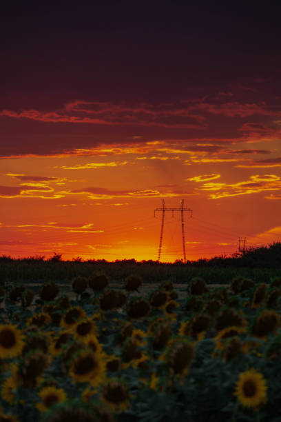 Sunset sunflower sky clouds weather