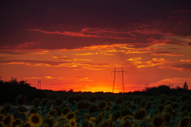 Sunset sunflower sky clouds weather