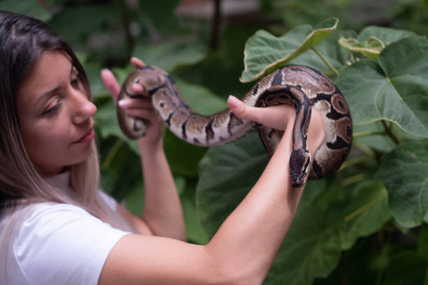 istock Young woman rescuing snake in nature 1408298356