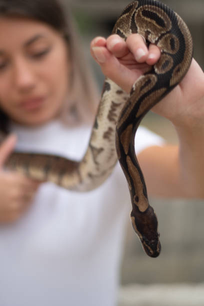istock Young woman holding snake closeup 1408298406