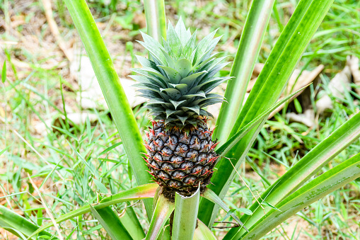 Pineapple plant with fruit at plantation. Agricultural concept. Tropical fruit