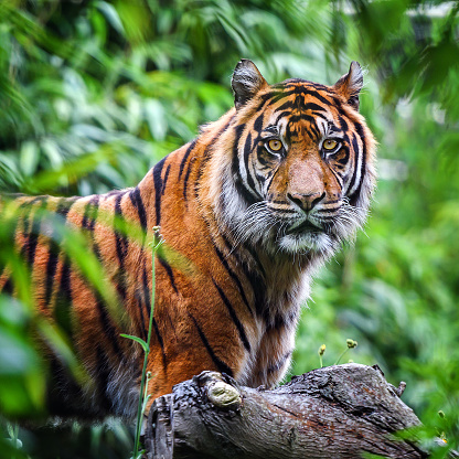 Tiger portrait. It is laying down and staring into the distance. Characteristic pattern and texture of fur are clearly visible.